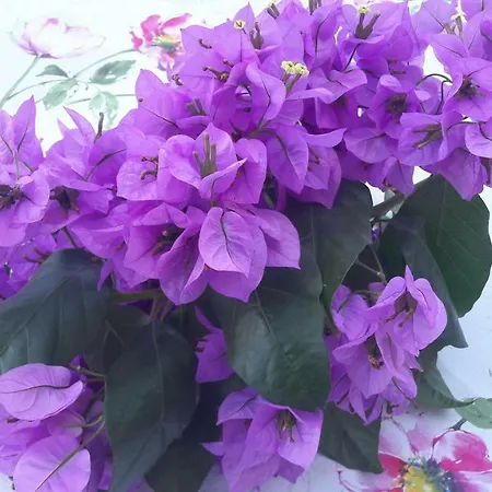 Pepermint - Health On The Island Of Vitality Apartamento Veli Lošinj